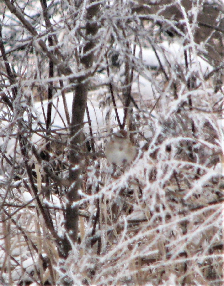 American Tree Sparrow - ML293951761