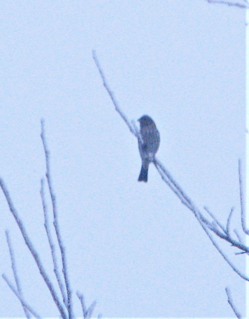 passerine sp. - ML293951901