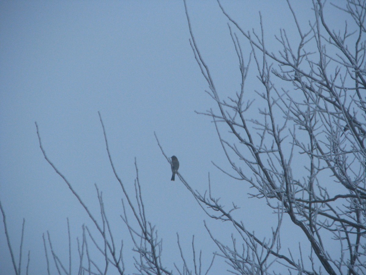 passerine sp. - ML293951911