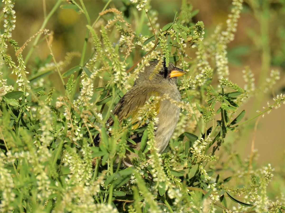 Great Pampa-Finch - ML293953021