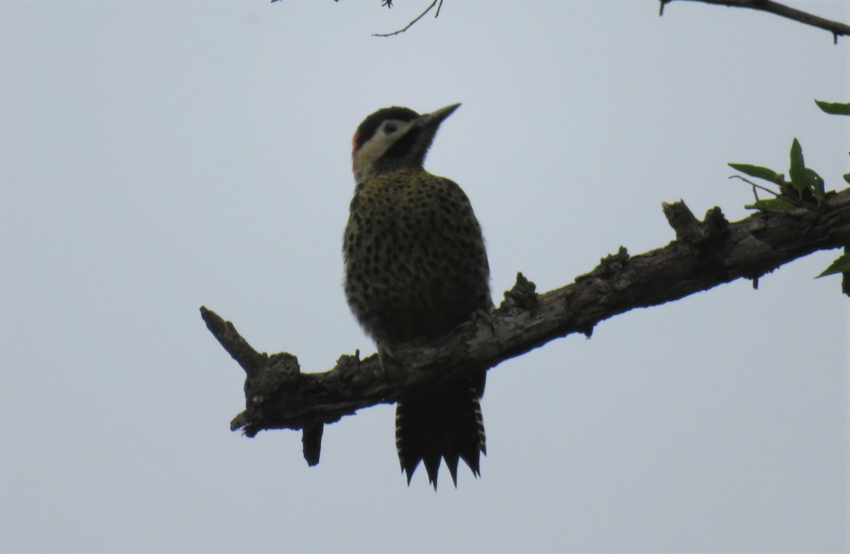 Green-barred Woodpecker - ML293953191