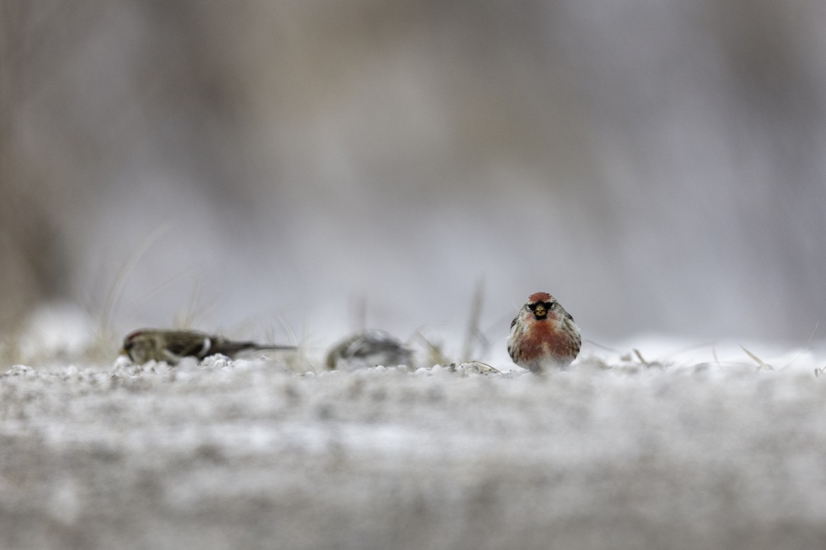 Redpoll (Common) - ML293954341