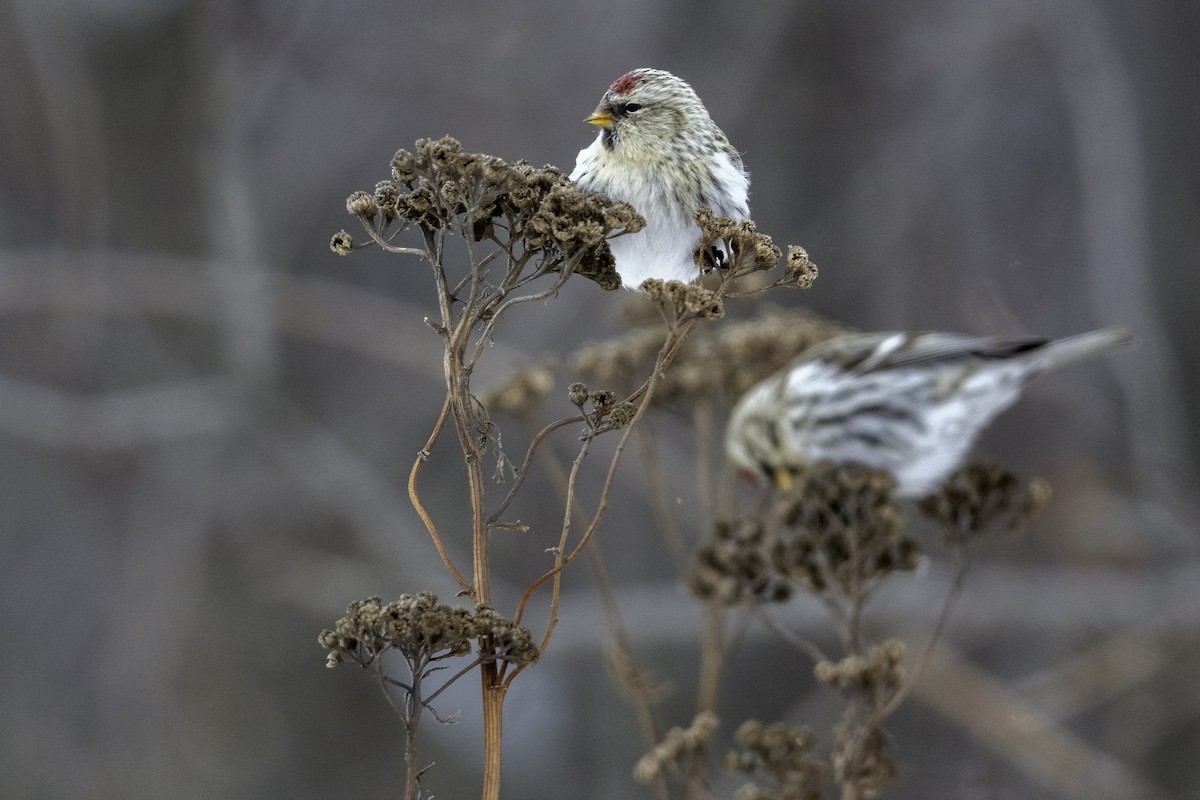 Common Redpoll - ML293955561