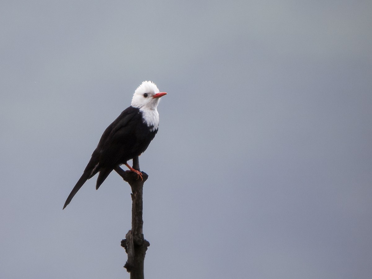 Black Bulbul - ML293955651