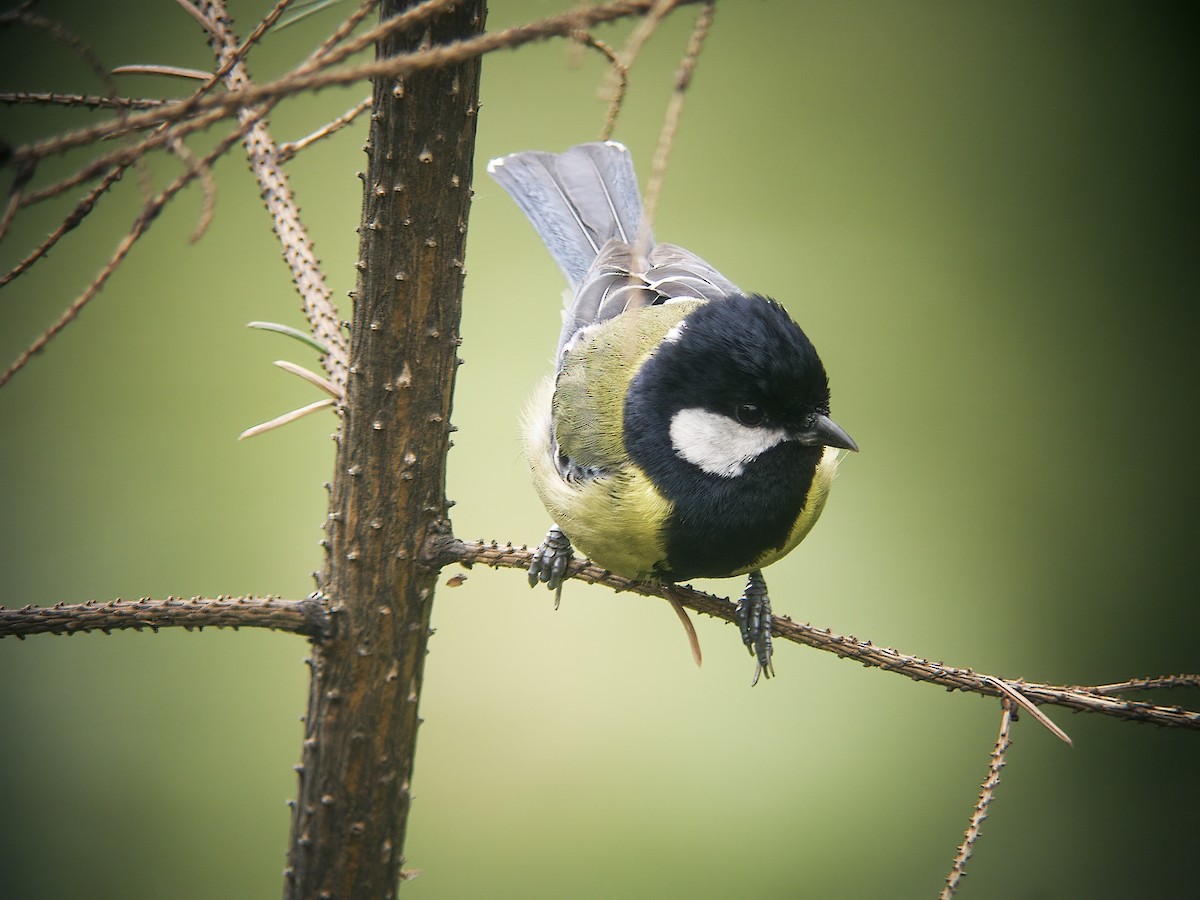 Green-backed Tit - ML293956221
