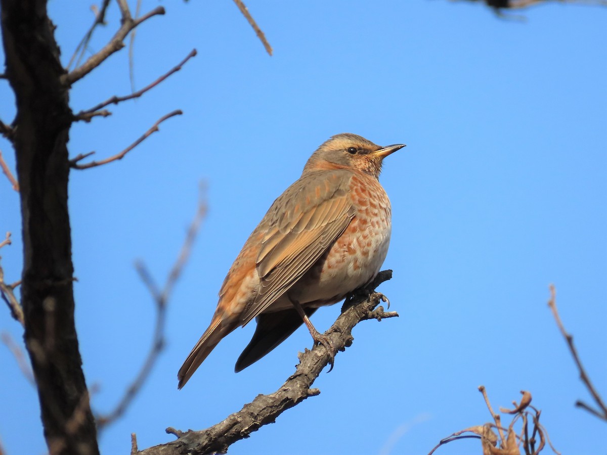 Naumann's Thrush - Chunhong LIU