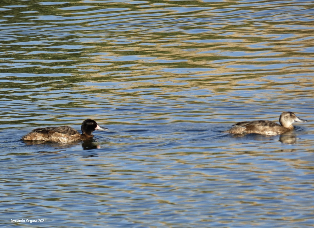 Black-headed Duck - ML293956761