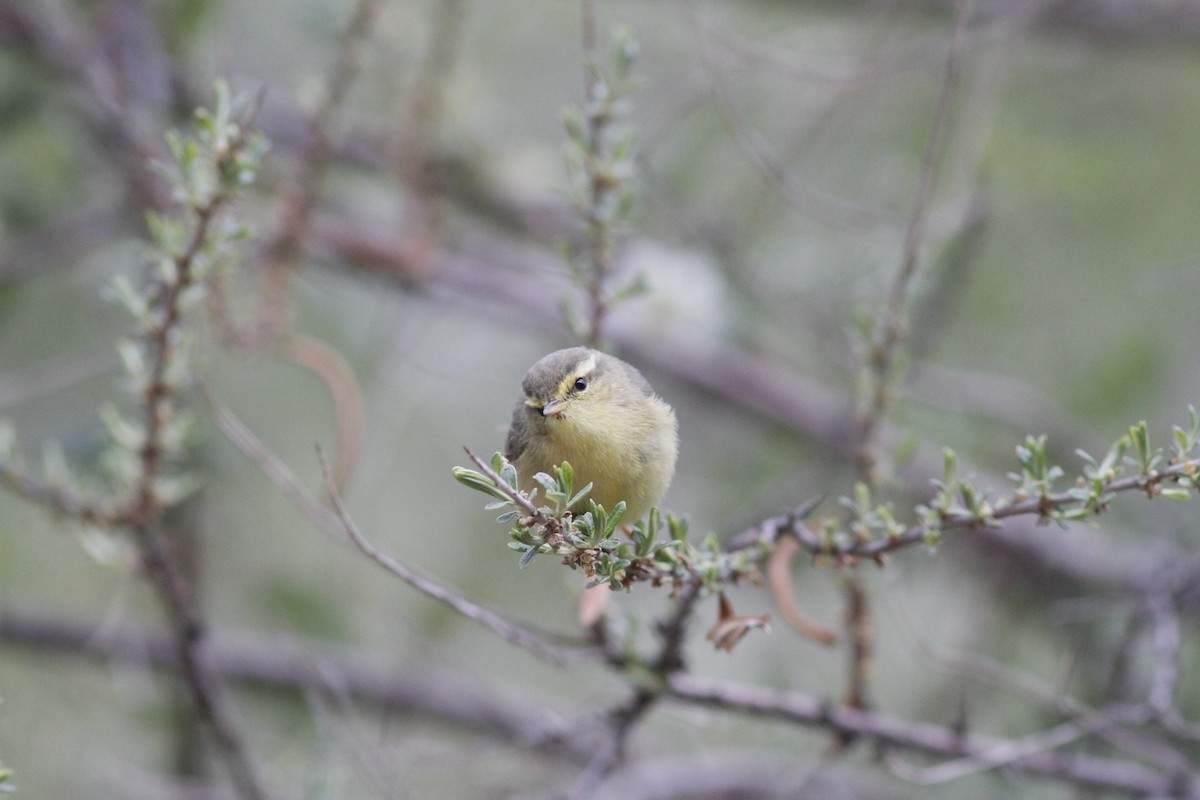 Himalajalaubsänger (affinis/perflavus) - ML293956791