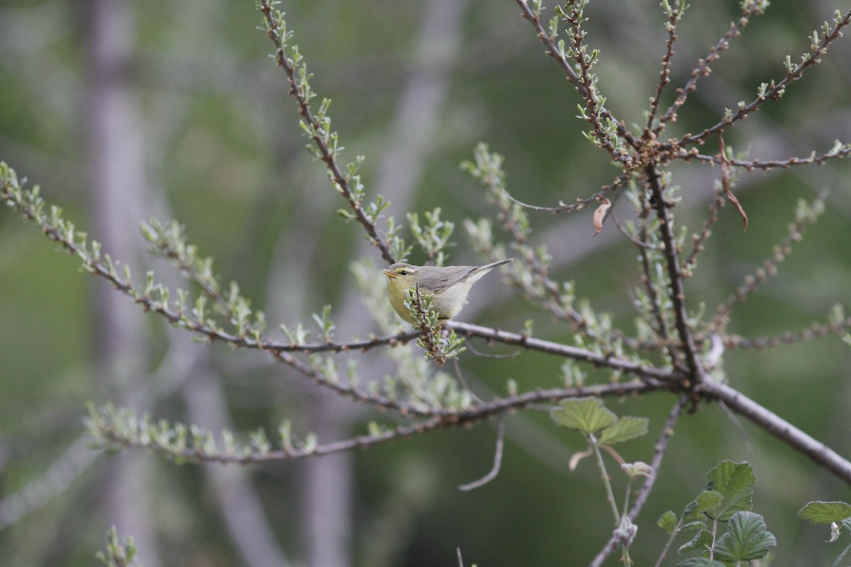 キバラムシクイ（affinis/perflavus） - ML293956801