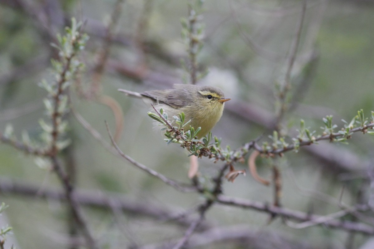 黃腹柳鶯(affinis/perflavus) - ML293956811