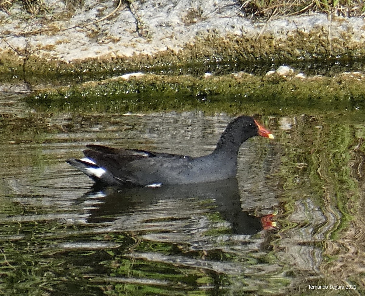 Common Gallinule - ML293956831