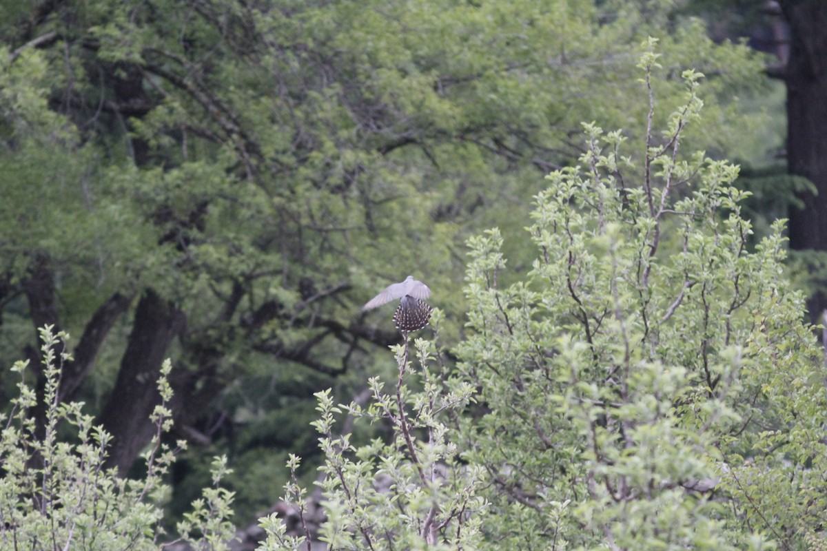 Common Cuckoo - ML293956851