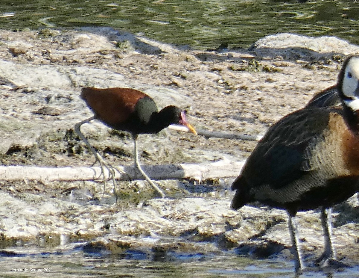 Wattled Jacana - fernando segura