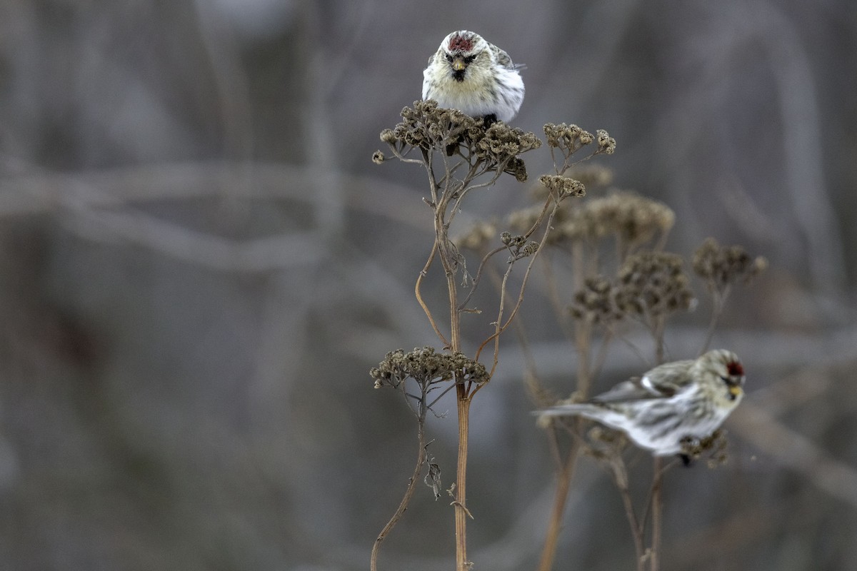 Common Redpoll - ML293957091