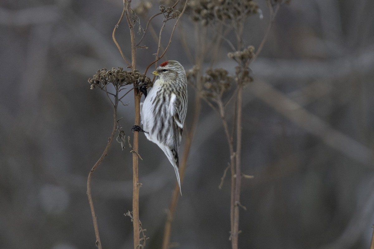 Common Redpoll - ML293957651