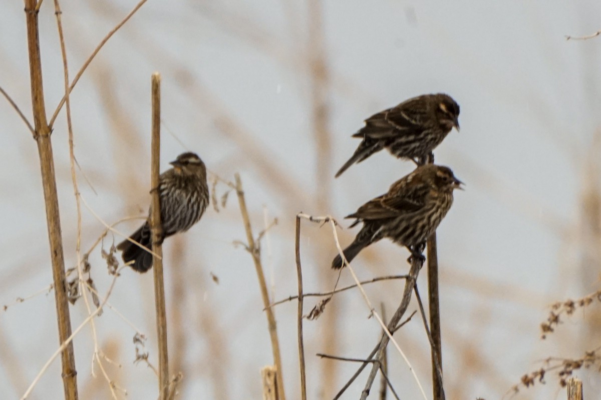 Red-winged Blackbird - ML293957741