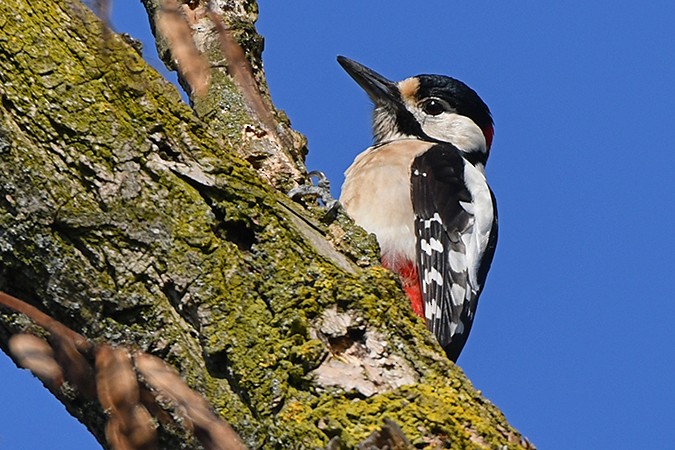 Great Spotted Woodpecker - ML293958401