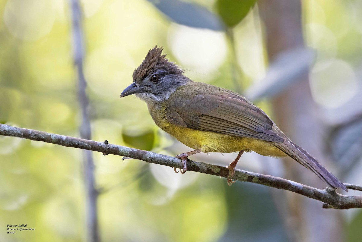 Gray-throated Bulbul - Ramon Quisumbing
