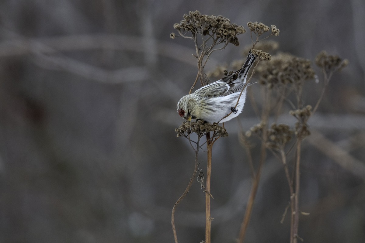 Redpoll (Common) - ML293958991