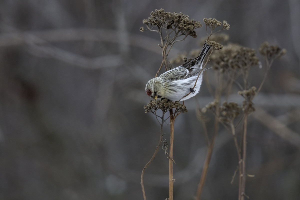 Common Redpoll - ML293958991