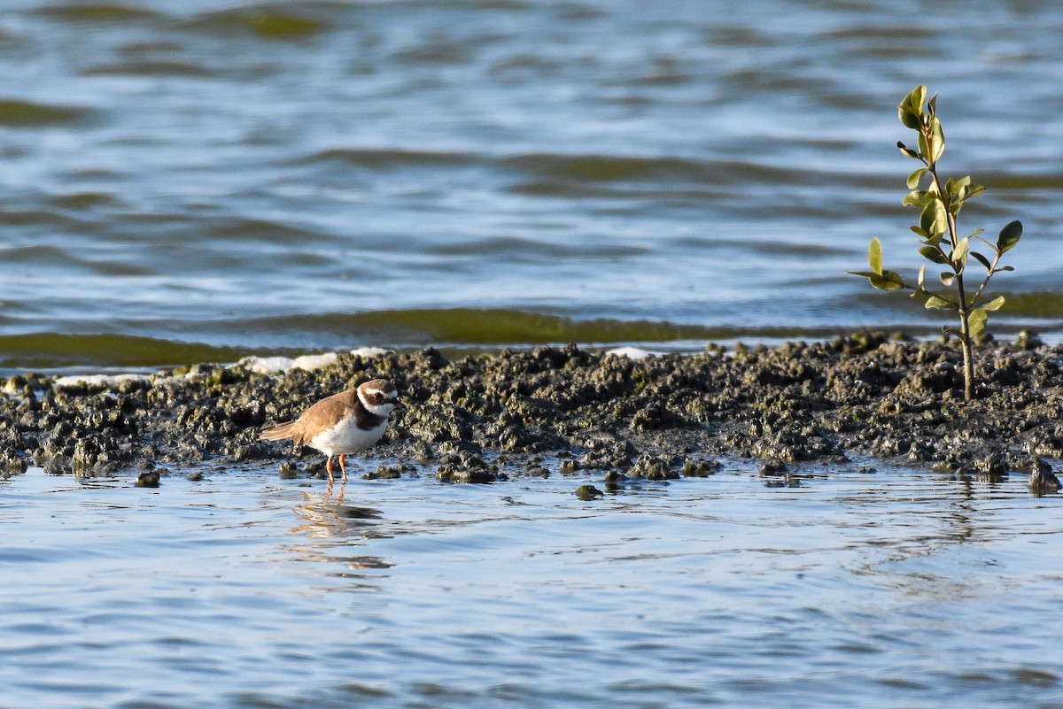 Common Ringed Plover - ML293959441