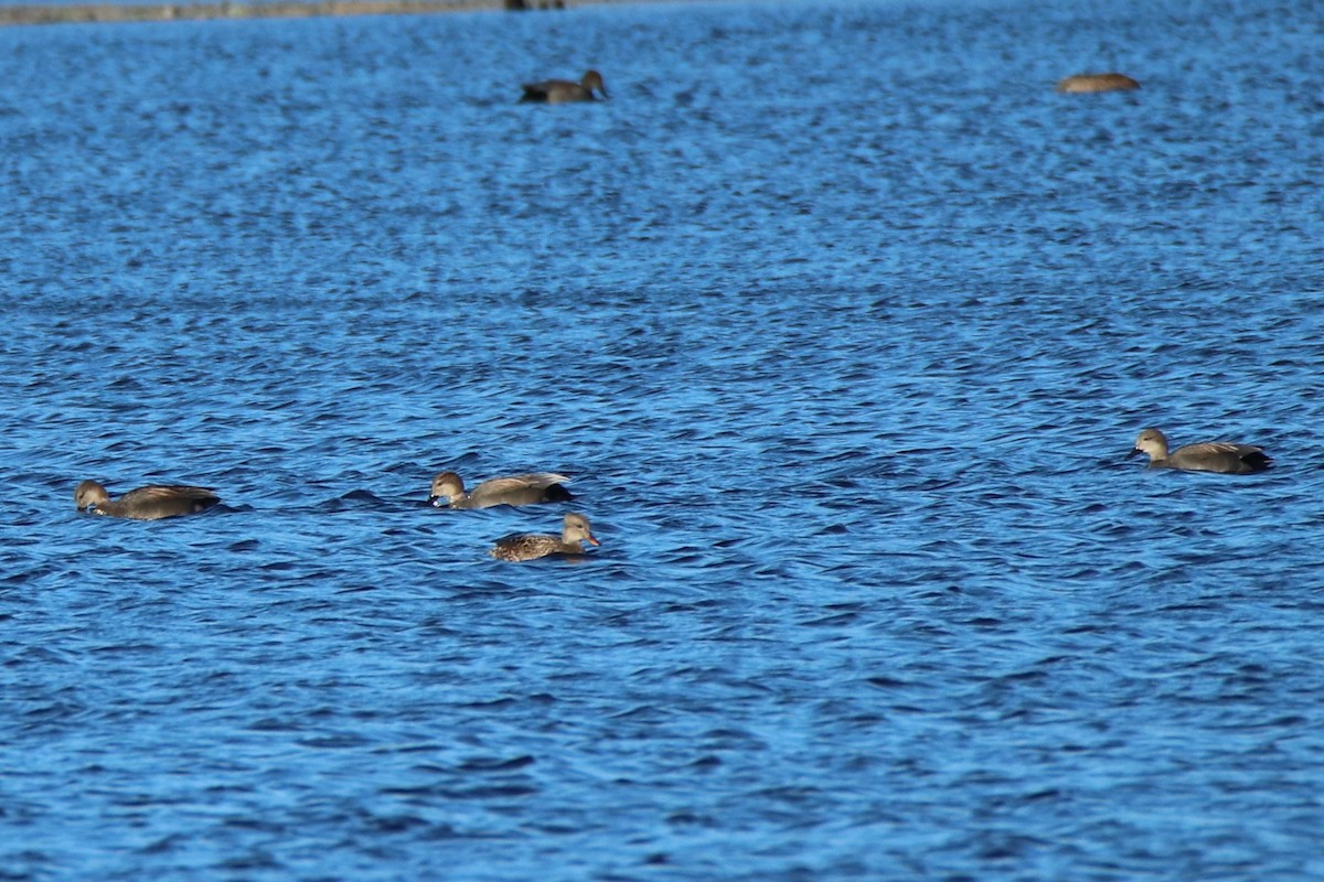 Gadwall - ML293960811