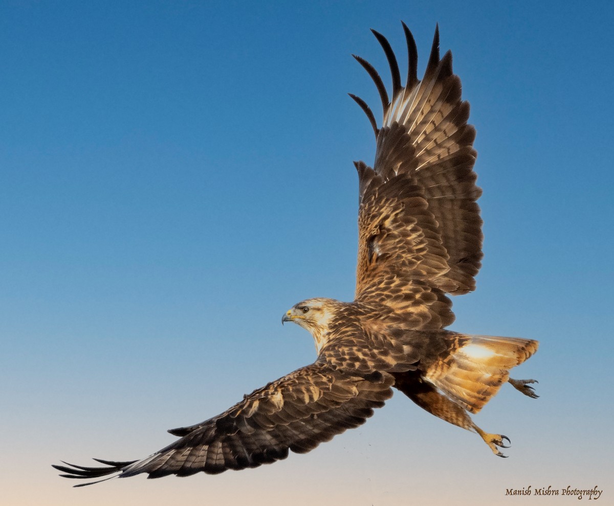 Long-legged Buzzard - Manish Mishra