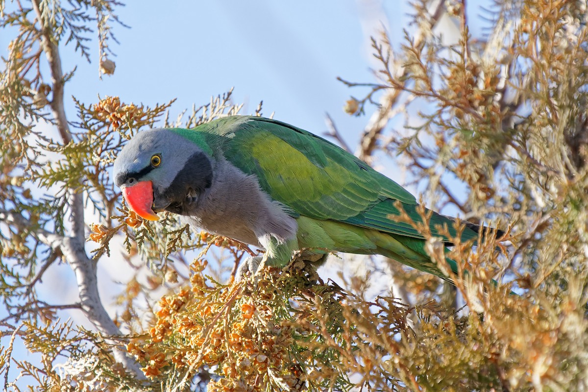 Derbyan Parakeet - ML293962531