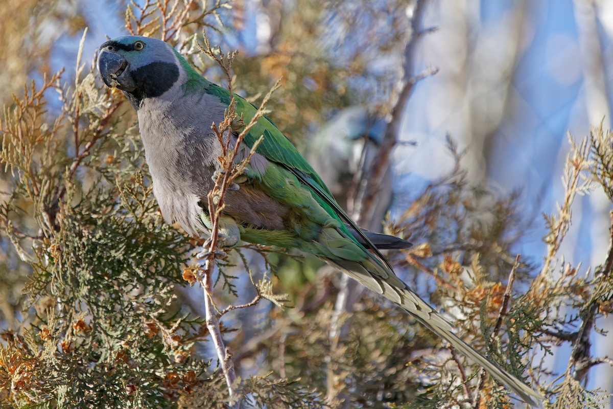 Derbyan Parakeet - ML293962621