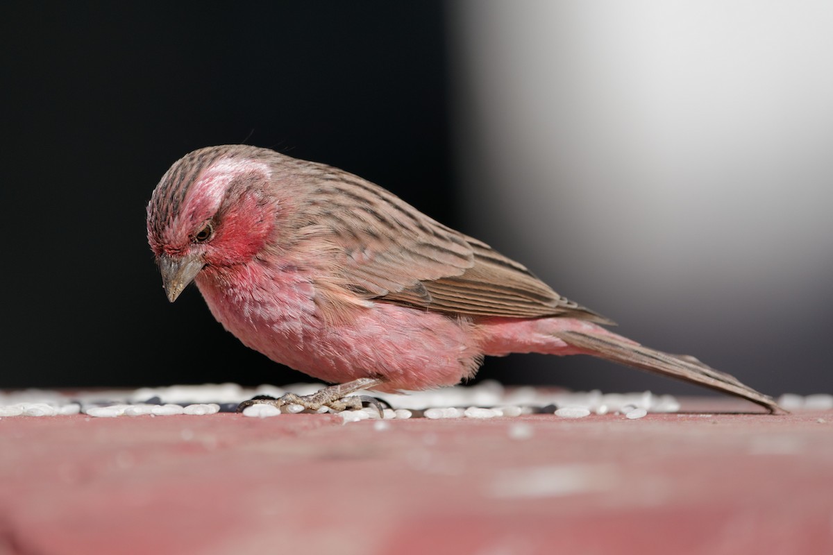 Himalayan Beautiful Rosefinch - Karl Hu