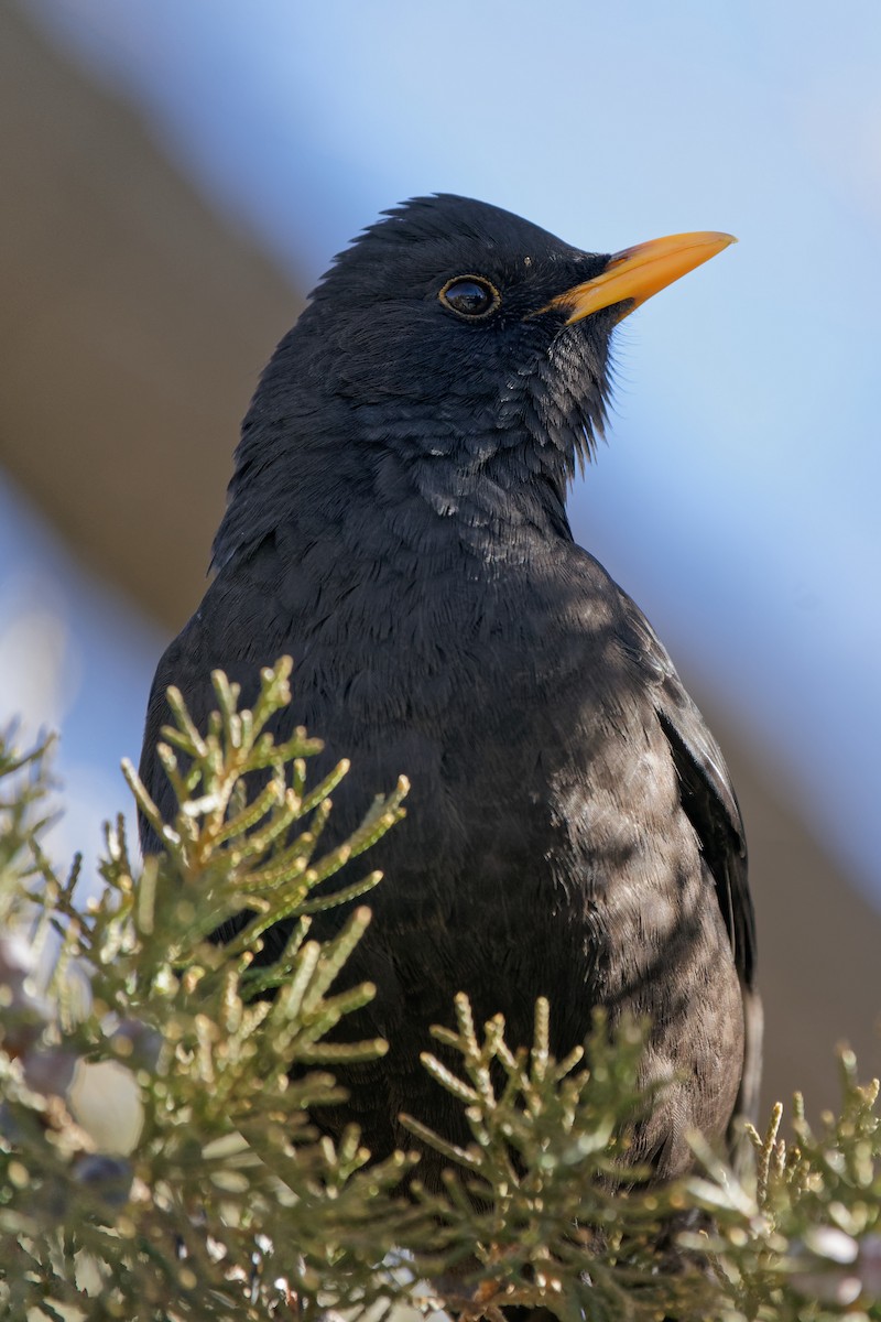 Tibetan Blackbird - Karl Hu