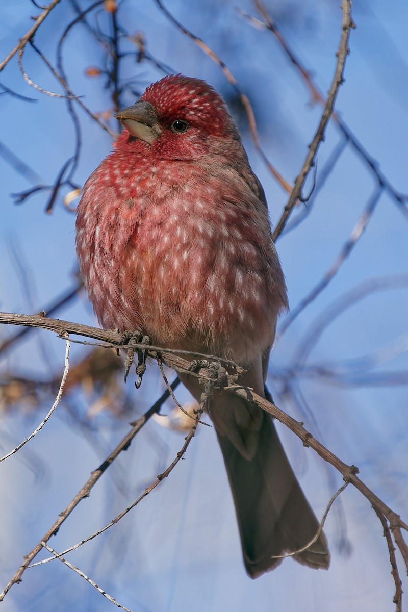 Streaked Rosefinch - Karl Hu