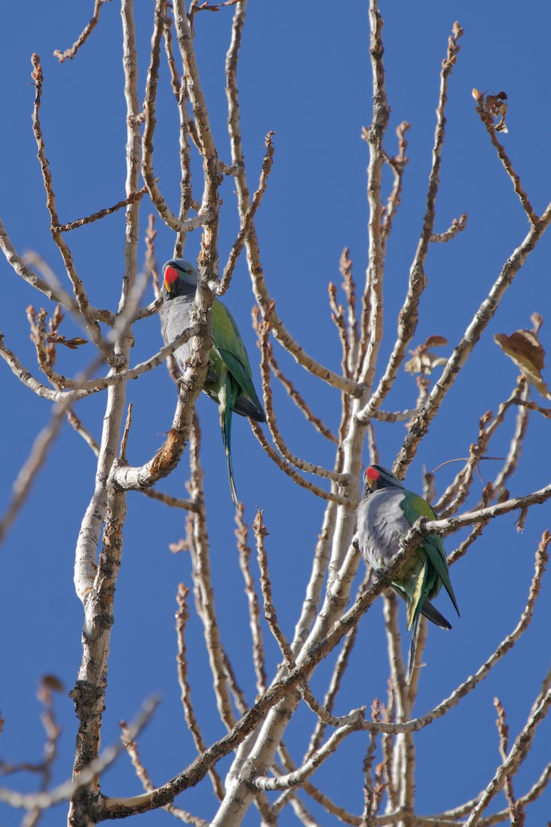 Derbyan Parakeet - ML293963171