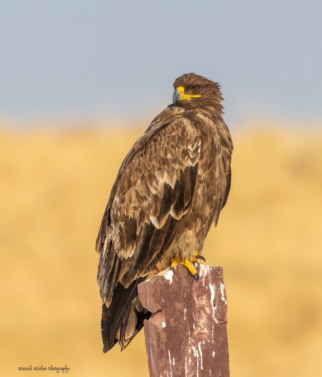 Steppe Eagle - Manish Mishra