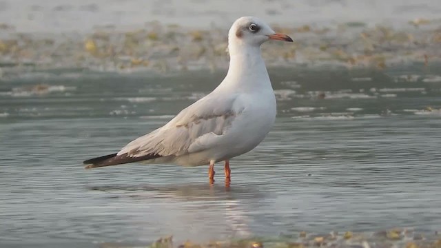 Brown-headed Gull - ML293965511