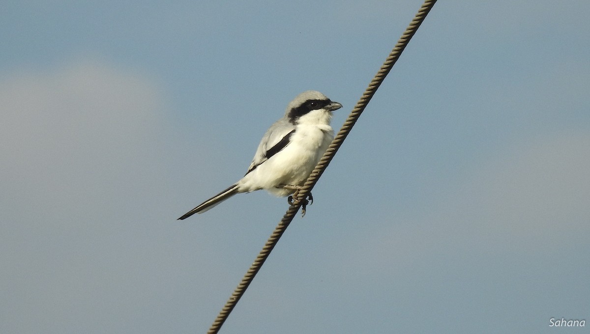 Great Gray Shrike - ML293966051