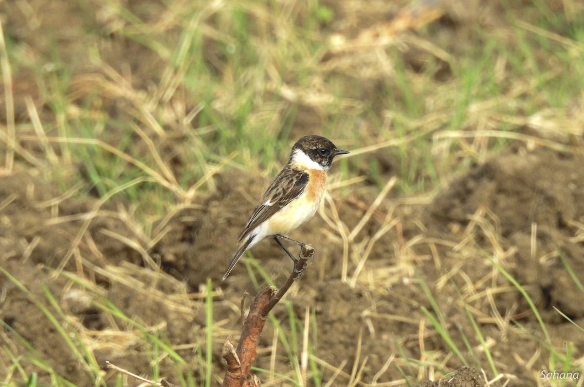 Siberian Stonechat - ML293966061