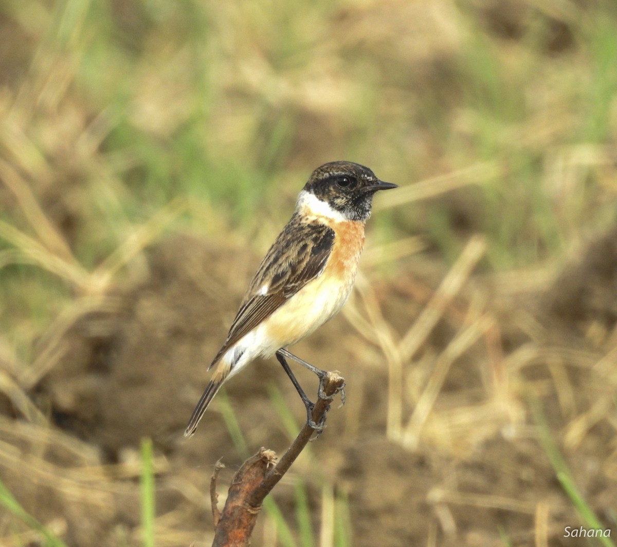 Siberian Stonechat - ML293966071