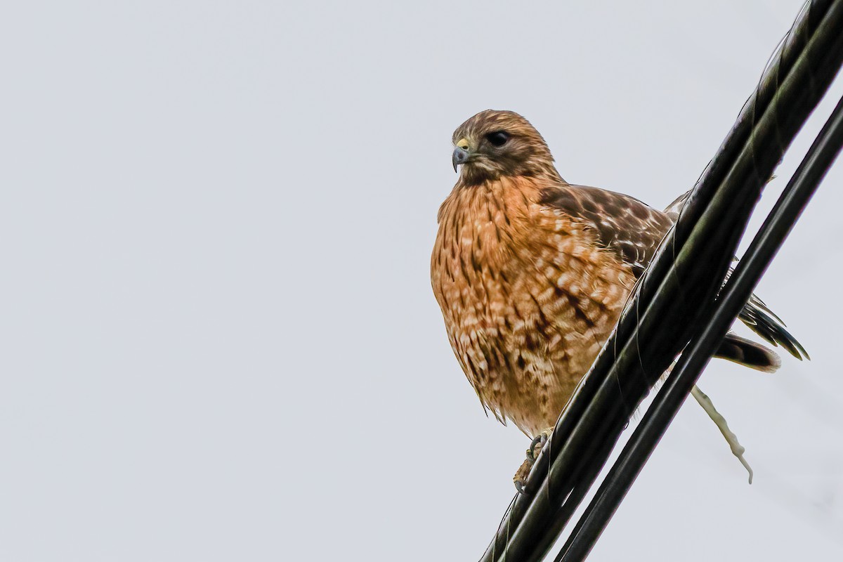 Red-shouldered Hawk - ML293966121