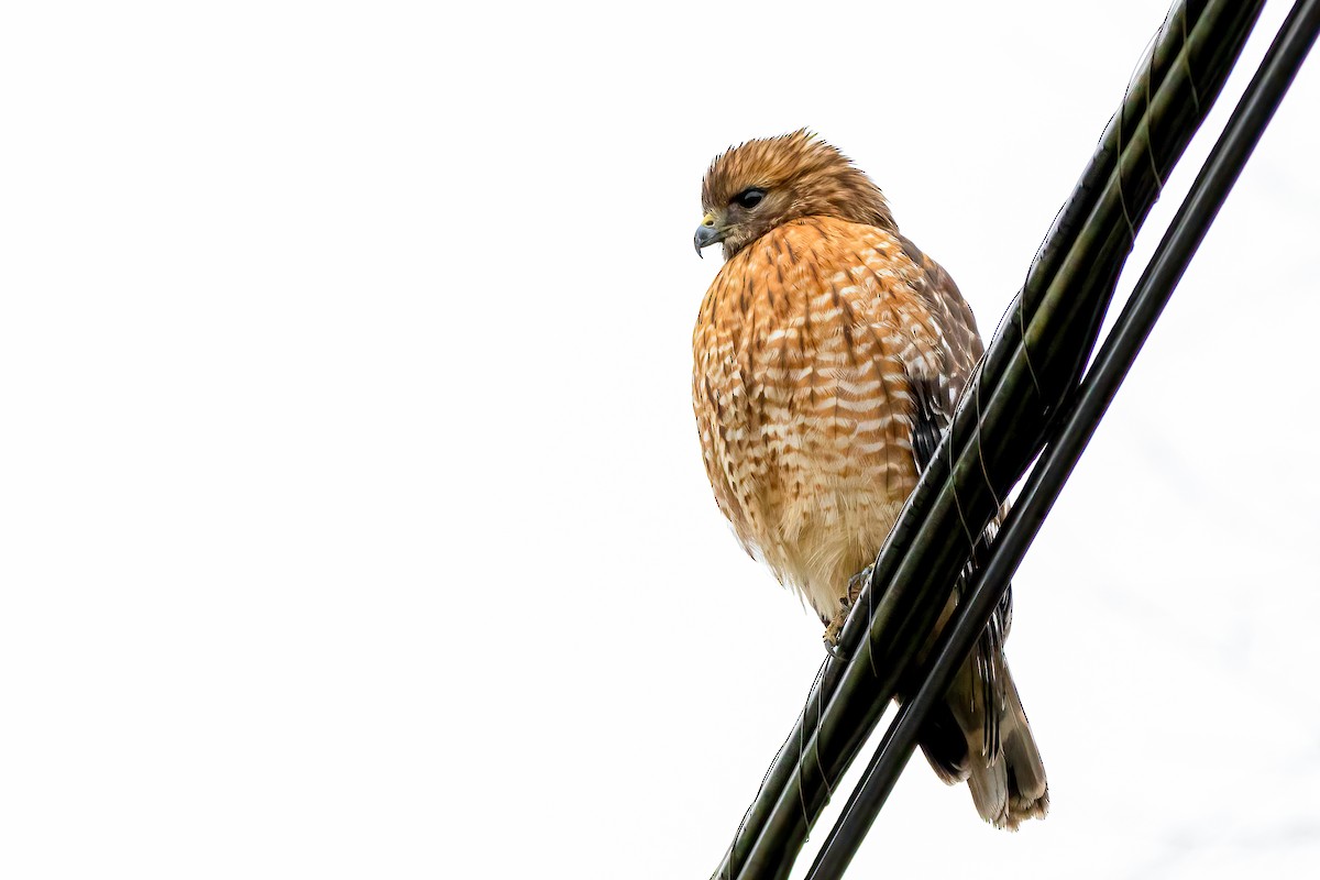 Red-shouldered Hawk - ML293966131