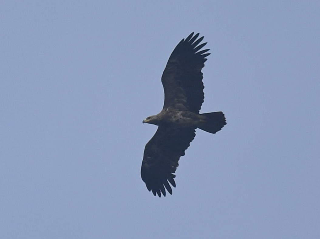 Tawny Eagle - ML293967631