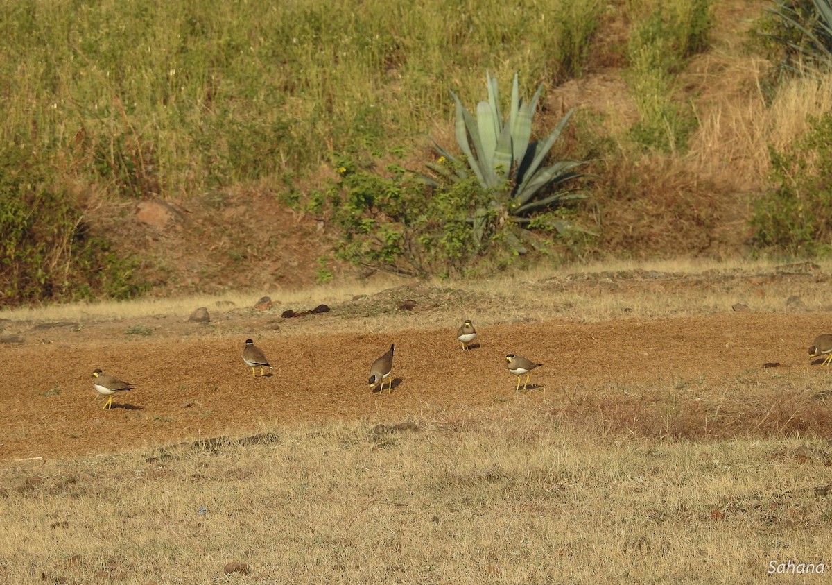 Yellow-wattled Lapwing - ML293968581