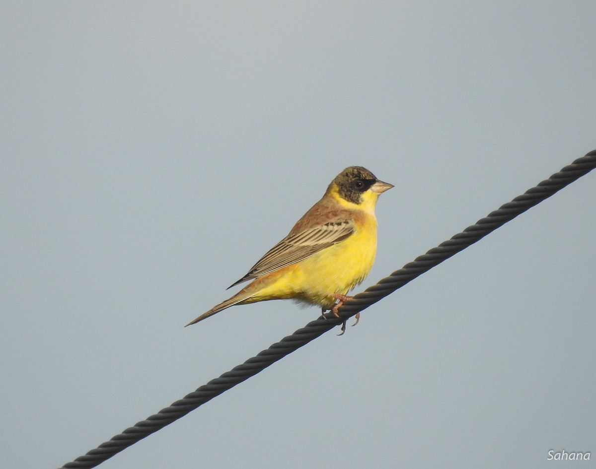 Black-headed Bunting - ML293968621