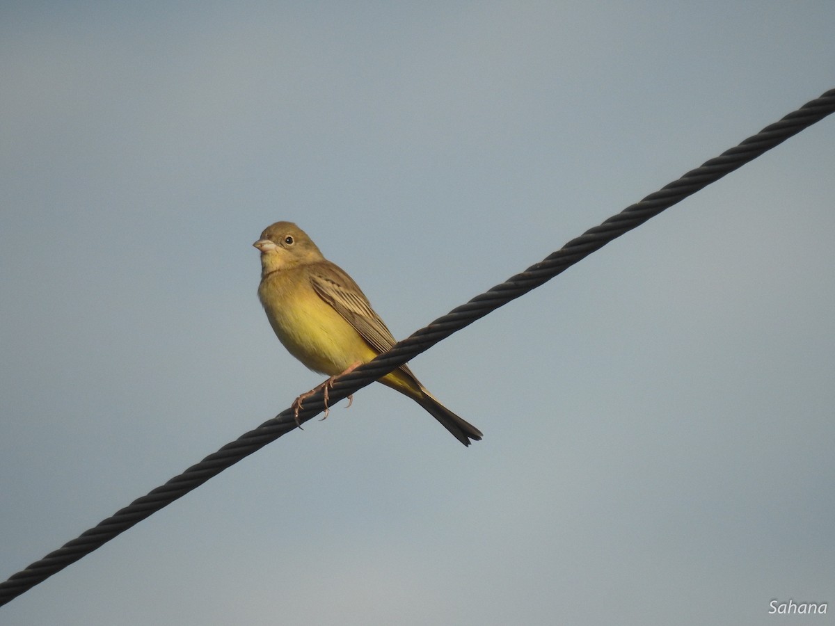 Black-headed Bunting - ML293968661