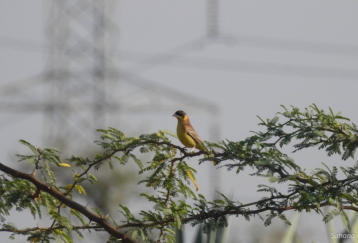 Black-headed Bunting - ML293968721