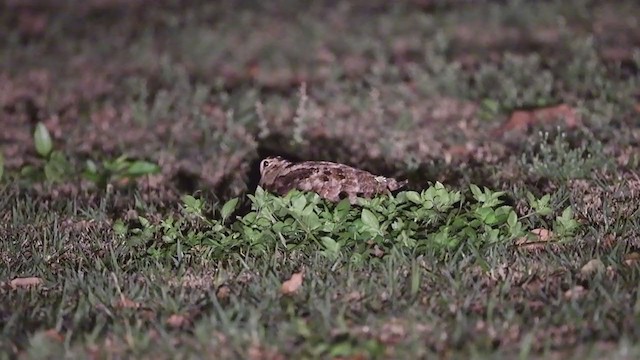 Eurasian Woodcock - ML293969081