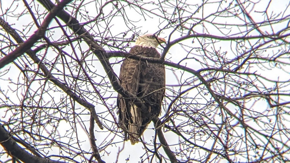 Bald Eagle - David Barrett