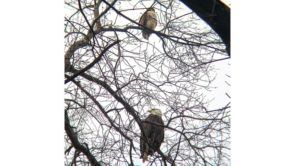 Red-tailed Hawk - ML293969491