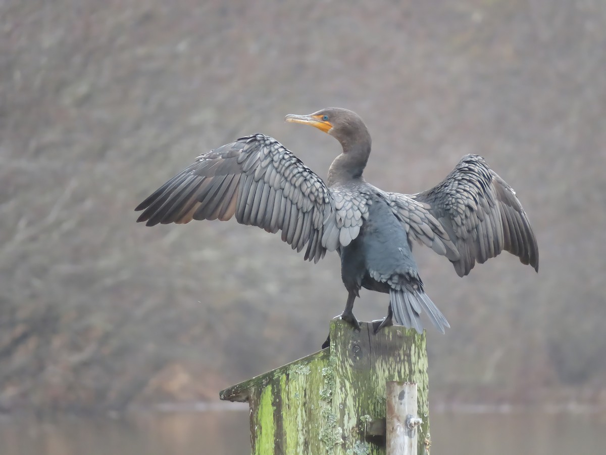 Double-crested Cormorant - ML293969671