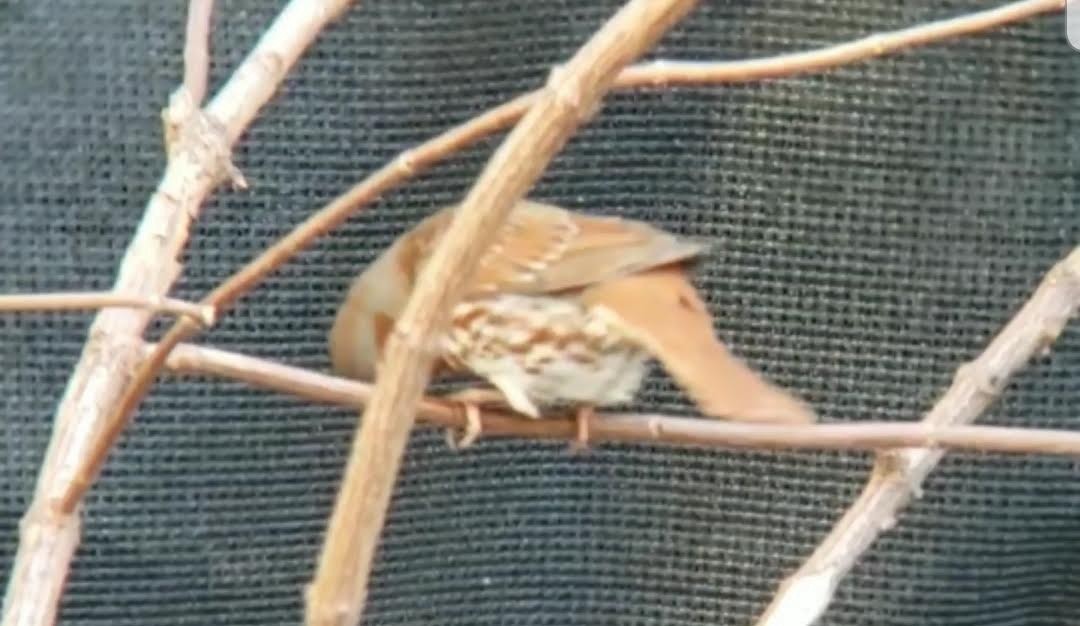 Fox Sparrow - ML293969911